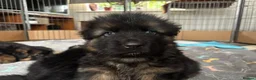 German Shepherd dogs for sale: Stunning GSD working line puppies  - Advert 26