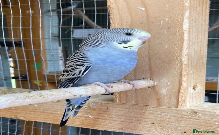 Budgerigars birds - Advert 12