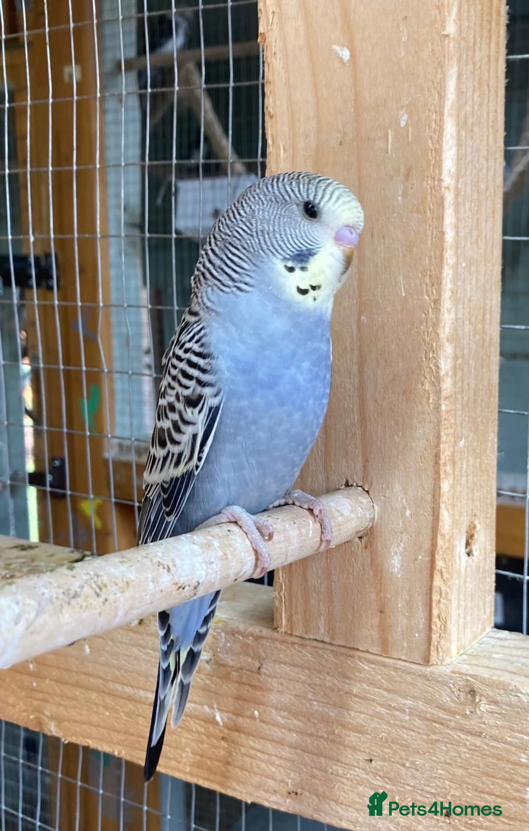 Budgerigars birds for sale: Baby budgies 8 weeks  - Image 2