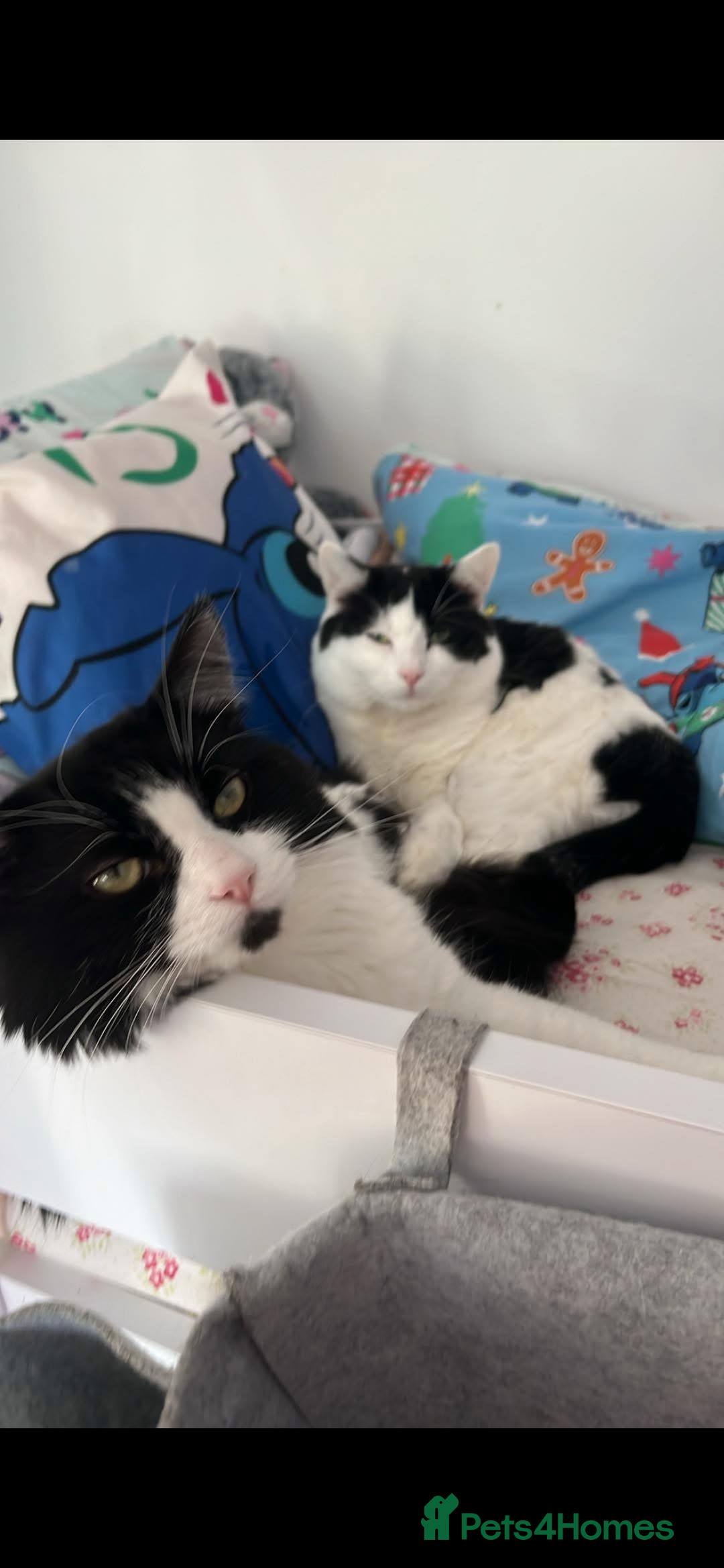 Mixed Breed cats for sale: 2 brothers - Advert 2