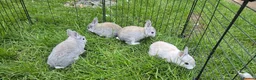 Rex rabbits for sale: 5 three and half week old chinchilla mini rex - Advert 7