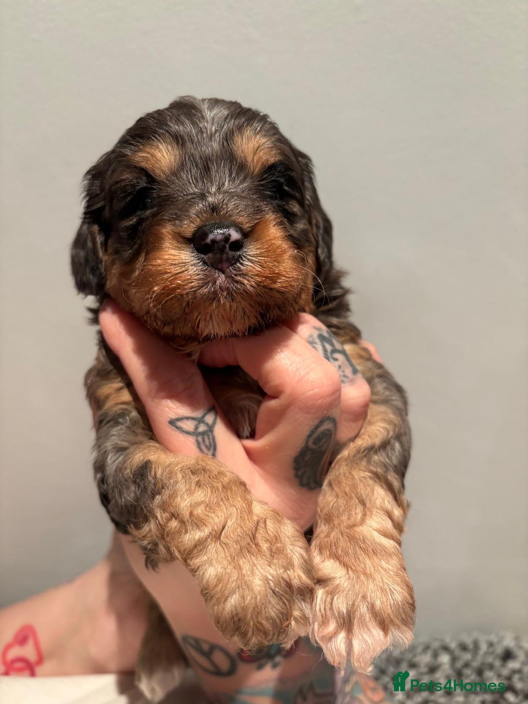 Cavapoo dogs for sale: Two Beautiful Boy Cavapoo Puppies For Sale  - Advert 5