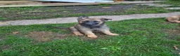 German Shepherd dogs for sale: DDR German Shepherds  - Advert 12