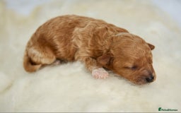 Cavachon dogs for sale: Cavapoochon Puppies Ready 19th September - Image 4