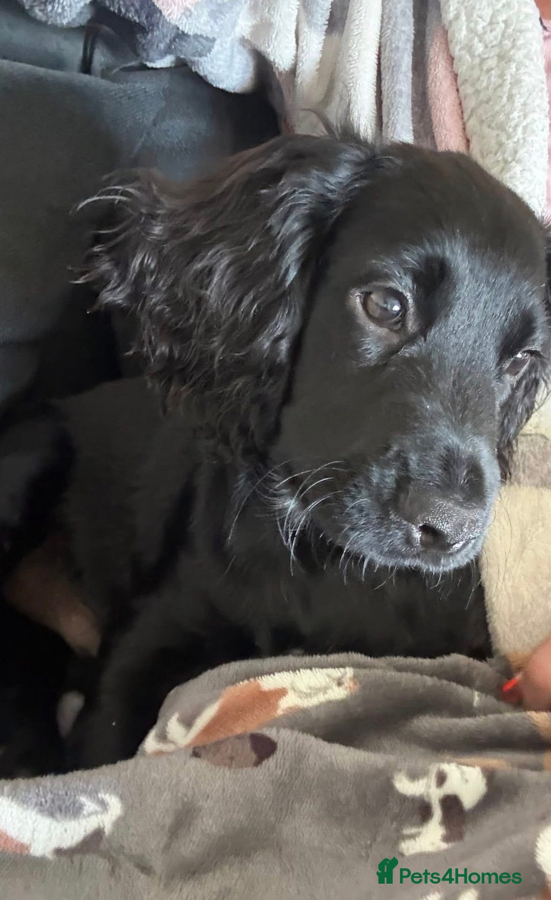 Cocker Spaniel dogs for sale: Cocker spaniel for sale  - Advert 3