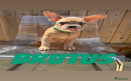 French Bulldog dogs for sale: French bulldog males left - Image 6