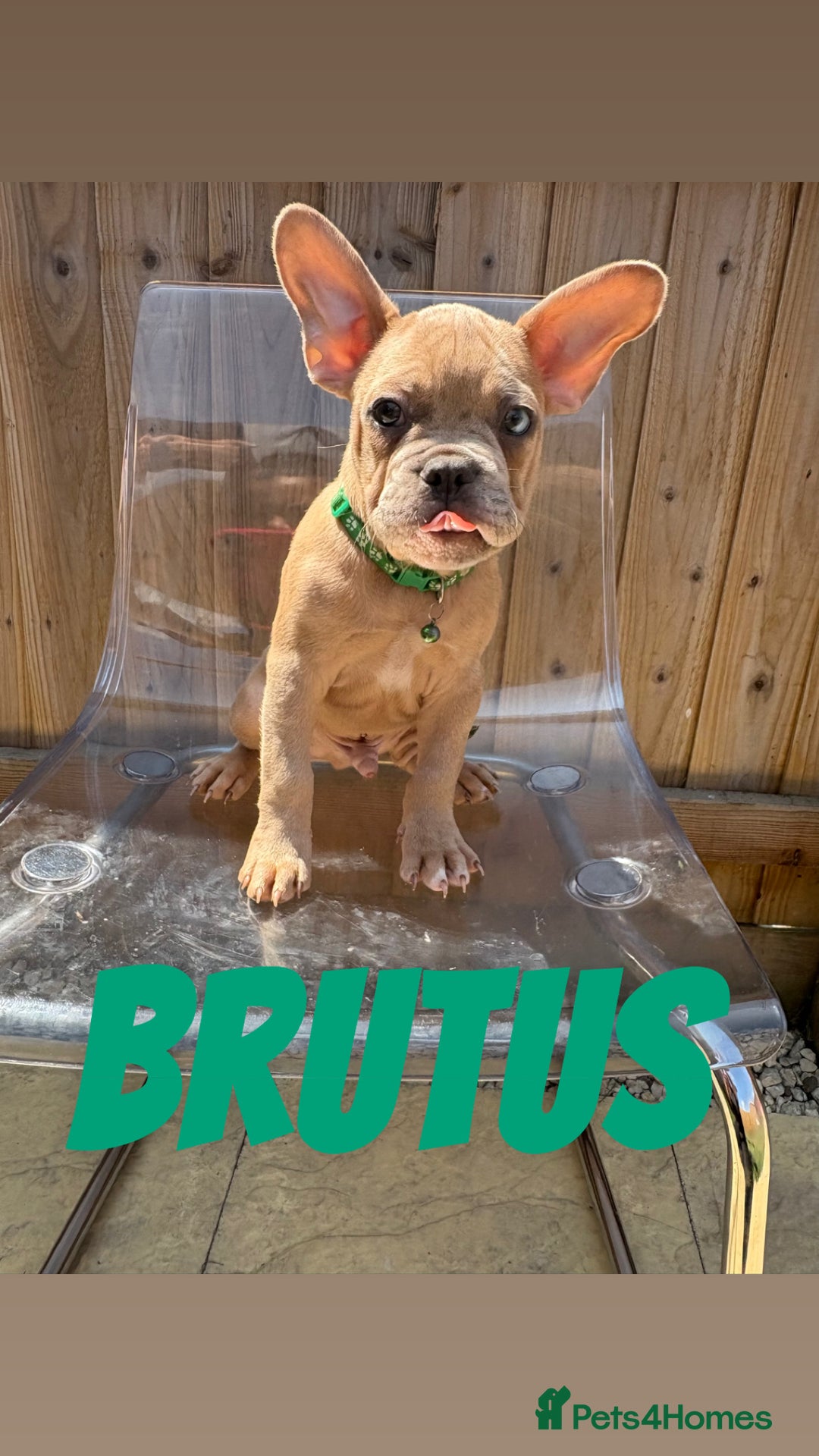 French Bulldog dogs for sale: French bulldog males left - Image 6