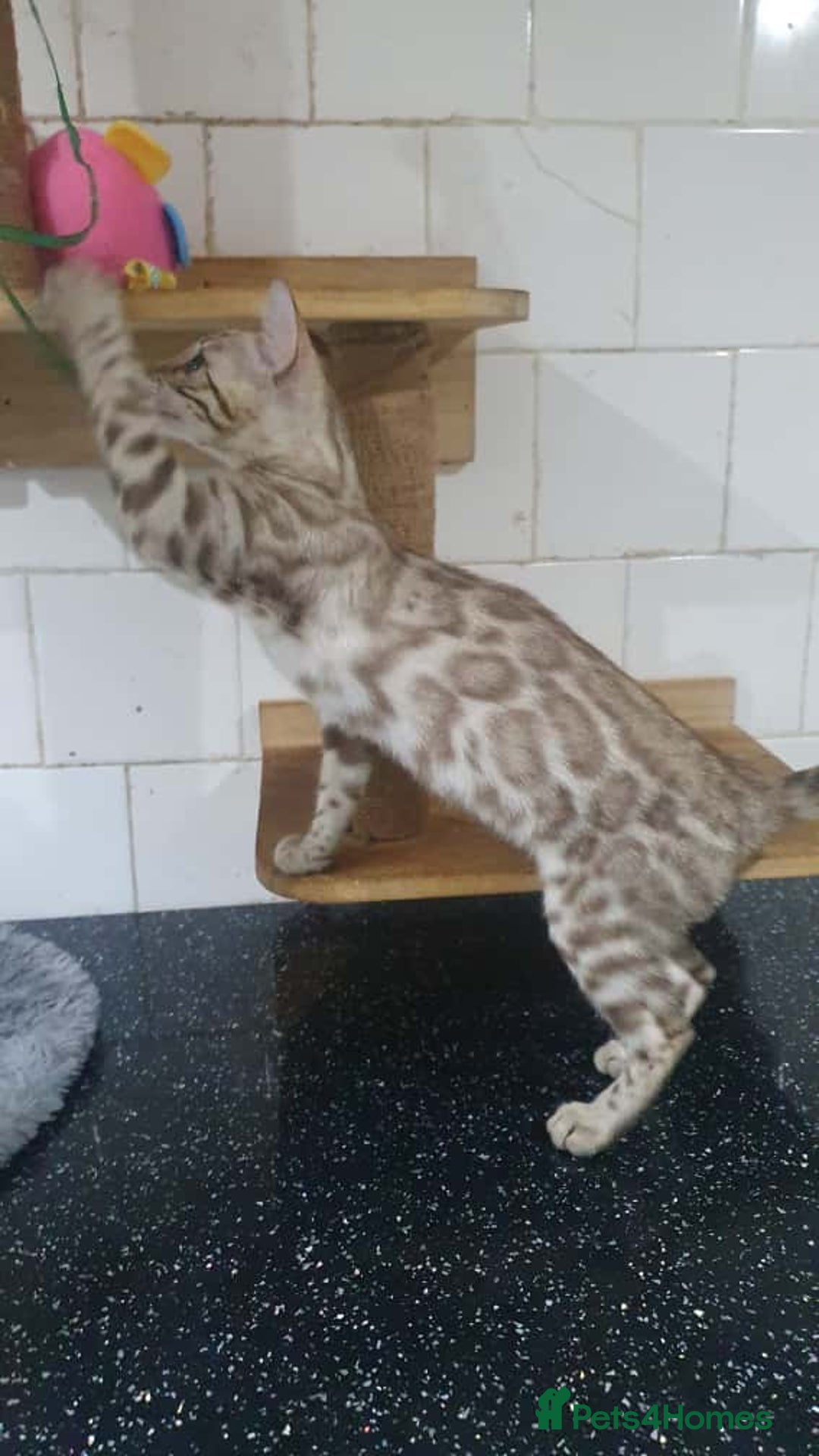 Bengal cats for sale: 🔥✨Pedigree TICA-Registered Bengals - Image 19