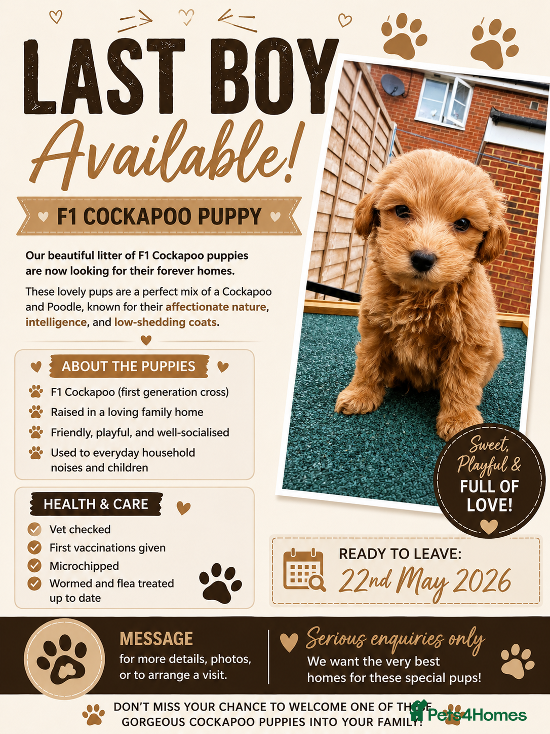 Cockapoo dogs 🐶 Adorable F1 Cockapoo Puppies for Sale! 🐶 - Advert 12