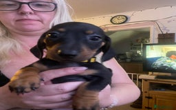 Dachshund dogs for sale: Beautiful dachshund puppies ready now - Image 6