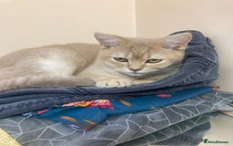 British Shorthair cats for sale: Loving British short hair and tabby cats - Image 1