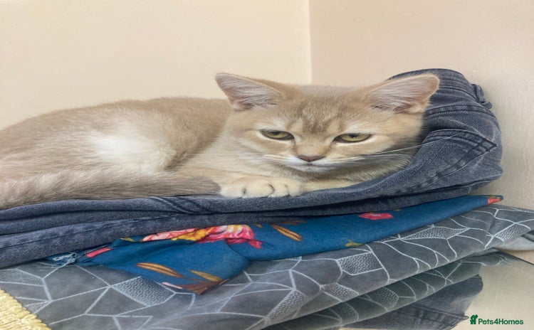 British Shorthair cats for sale - Advert 1