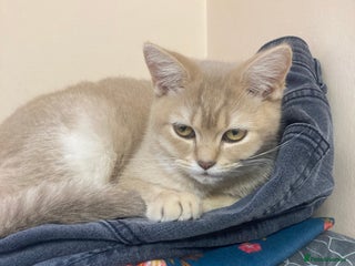 British Shorthair cats - Advert 26