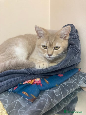 British Shorthair cats - Advert 29