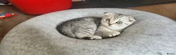 British Shorthair cats for sale: Amazing kittens - Advert 13