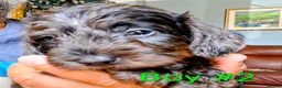 Doxiepoo dogs for sale: Mini-Wire Dachshund x Asian Toy Poodle puppies - Advert 11