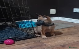 Belgian Shepherd Dog dogs for sale: Belgian malinois puppies for sale  - Image 15