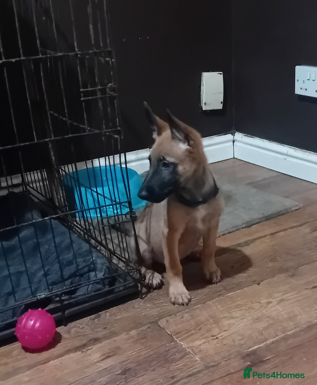 Belgian Shepherd Dog dogs for sale: Belgian malinois puppies for sale  - Image 15