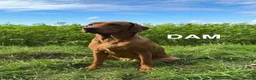 Labrador Retriever dogs for sale: Adorable Fox Red Labrador Puppies for sale. - Advert 7