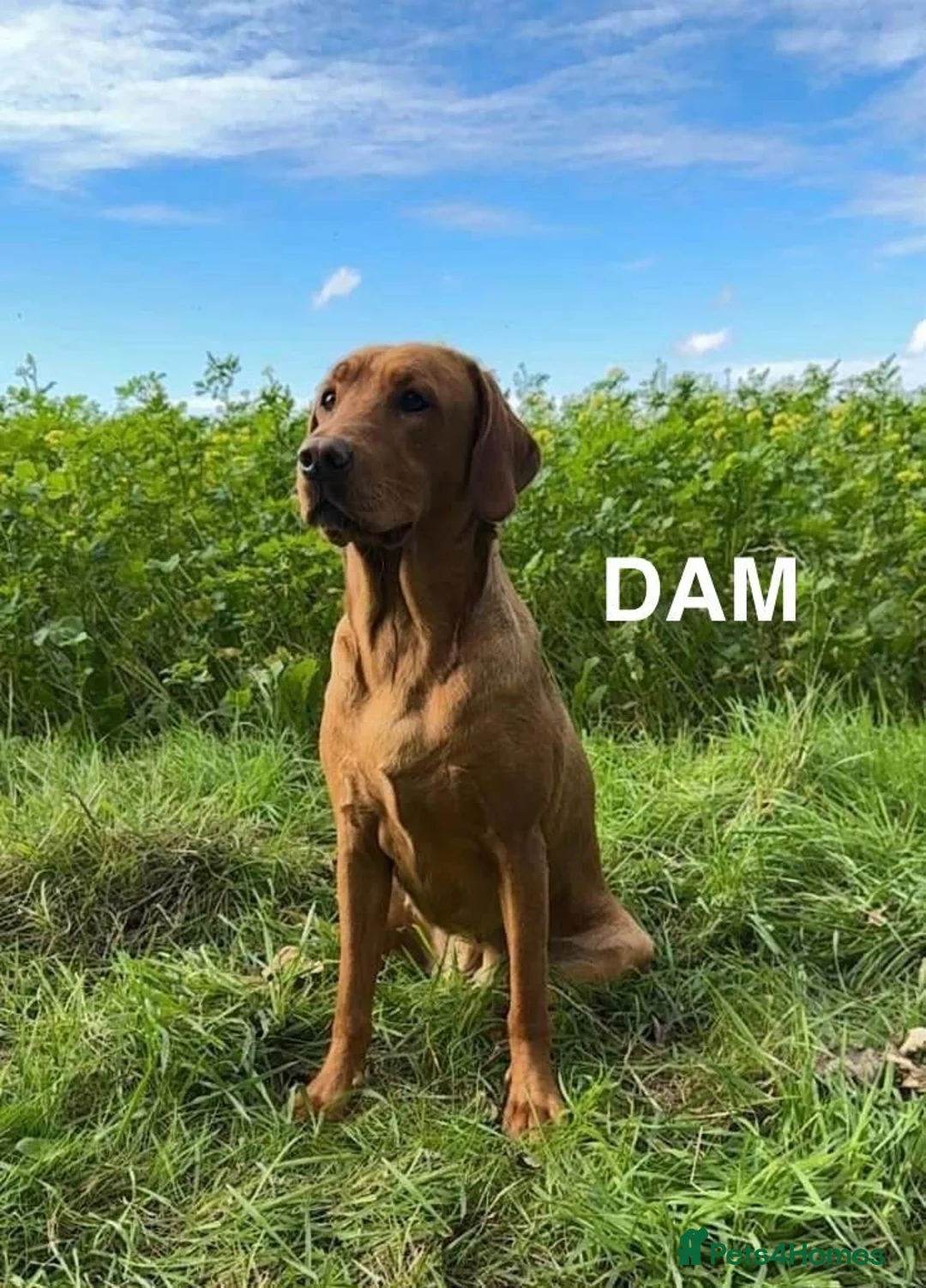 Labrador Retriever dogs for sale: Adorable Fox Red Labrador Puppies for sale. - Advert 7