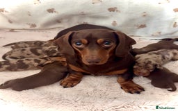 Miniature Dachshund dogs for sale: 🏆Champion KC Mini Dachshunds 0.4% COI 👌🏻 - Image 3