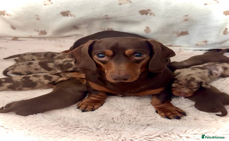 Miniature Dachshund dogs - Advert 2