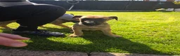 Belgian Shepherd Dog dogs for sale: Duch Shepherd cross Belgian malinois ONLY 1 LEFT - Advert 5