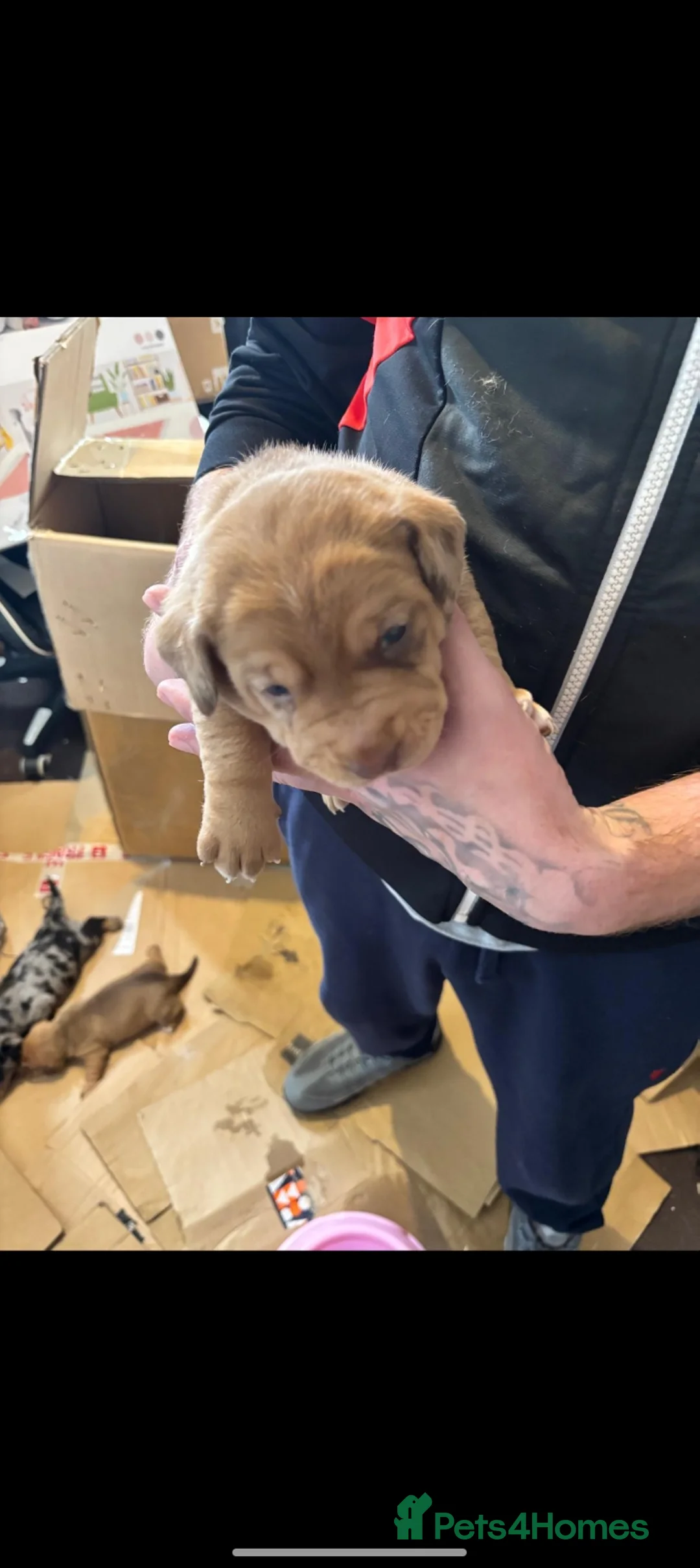 Mixed Breed dogs for sale: Dashound cross - Advert 2