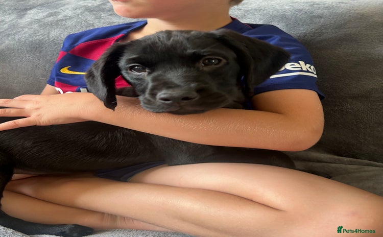 Cockerdor dogs - Advert 2
