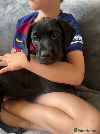 Cockerdor dogs - Advert 5