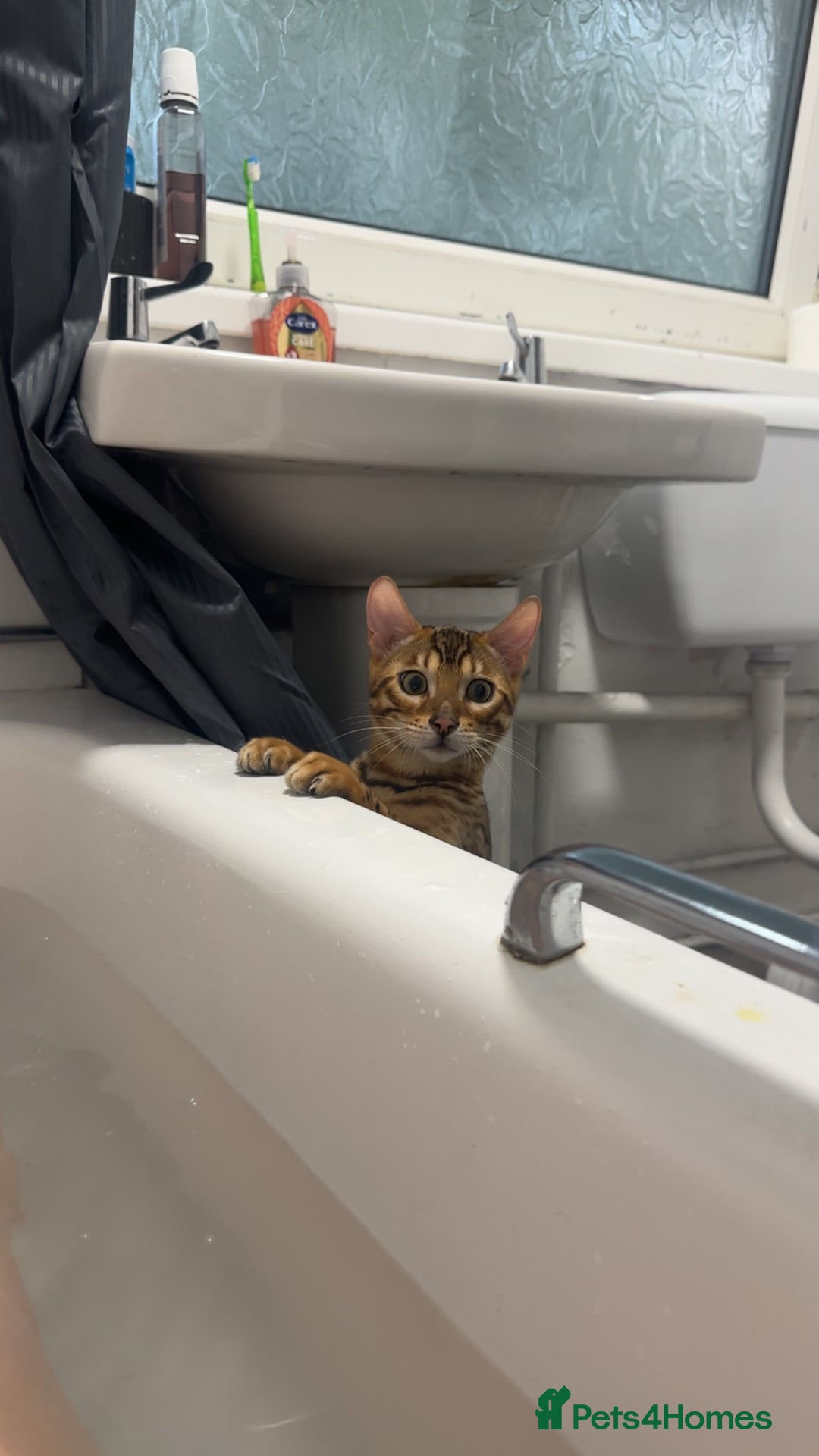Bengal cats for sale: Beautiful bengal cat  - Image 5