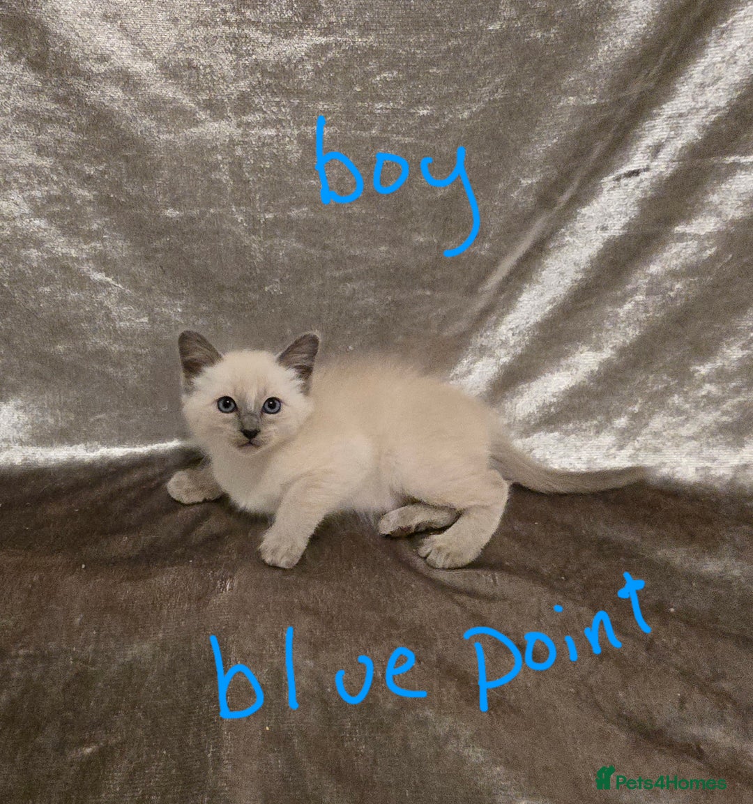 Siamese cats for sale: TRADITIONAL SIAMESE KITTENS  - Advert 5
