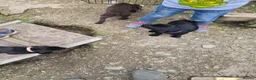Mixed Breed dogs for sale: Pointador's (Lab x GSP) - Advert 21