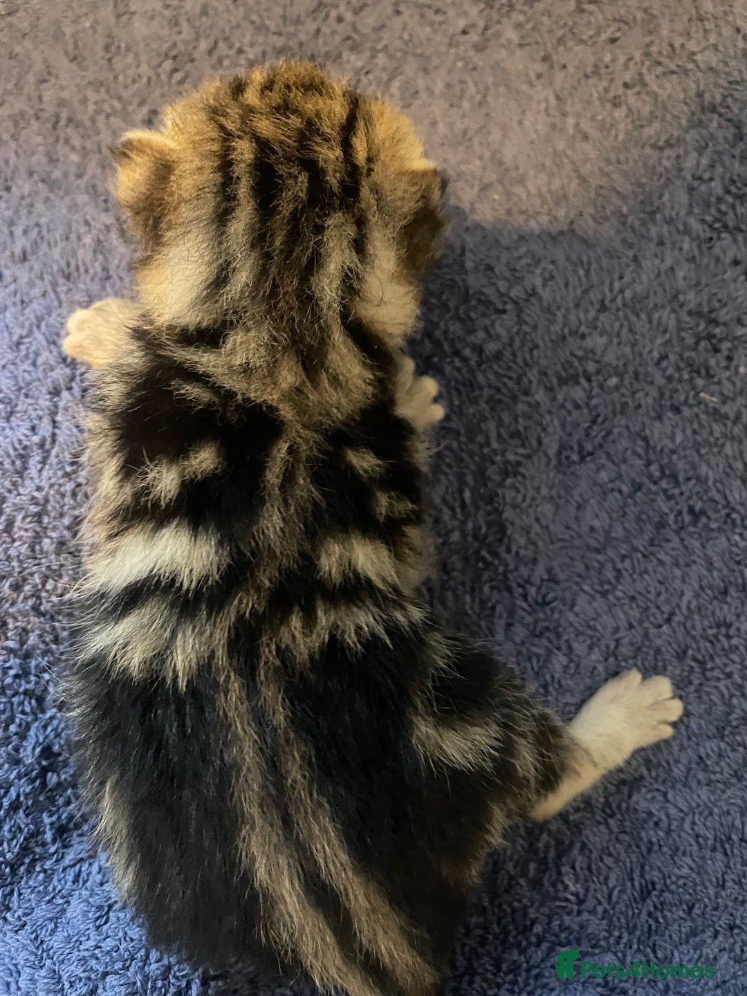 Bengal cats for sale: 9 BENGAL RAGDOLL X KITTENS - Image 22