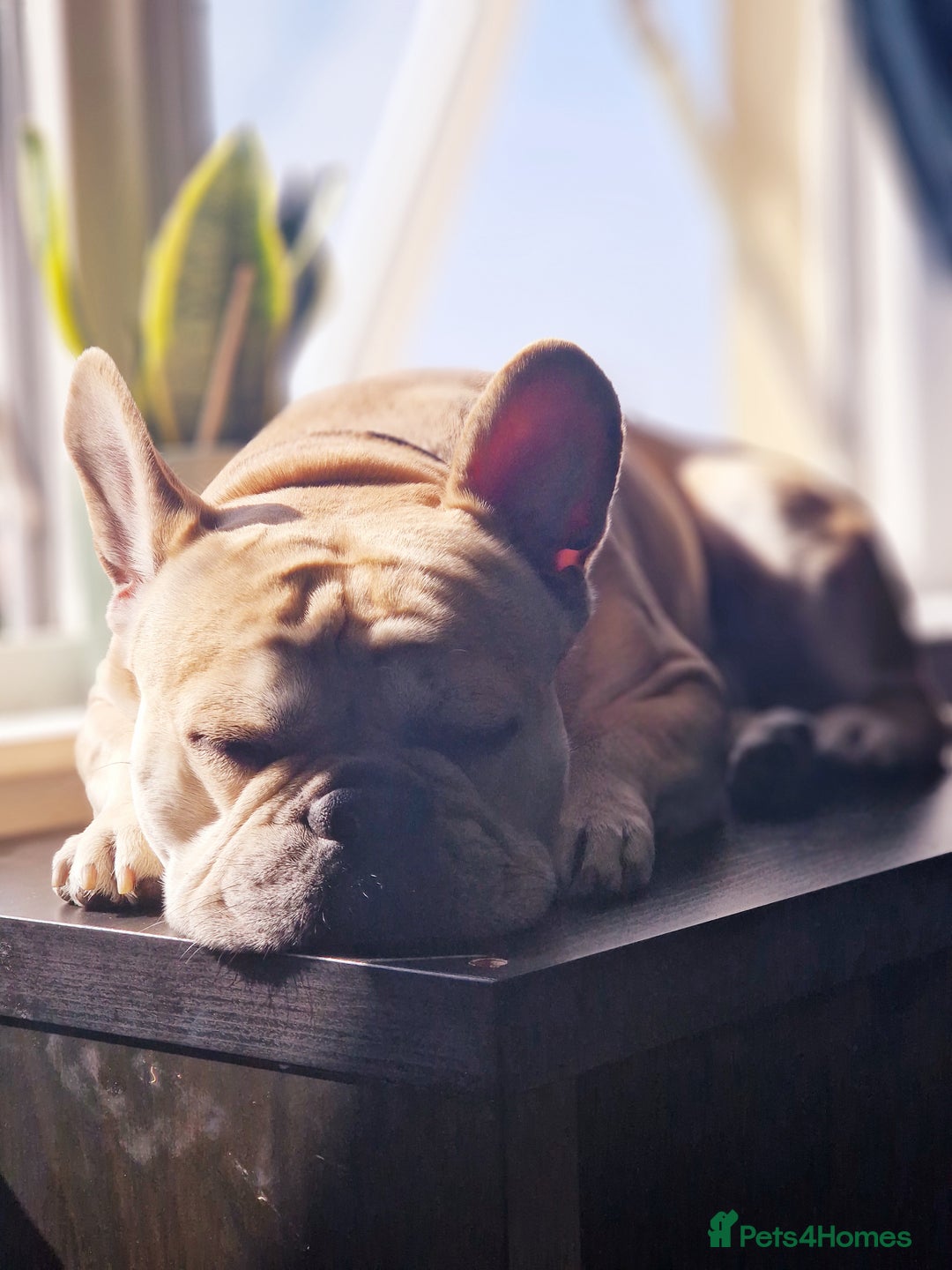 French Bulldog dogs for stud: Rocko - Image 3