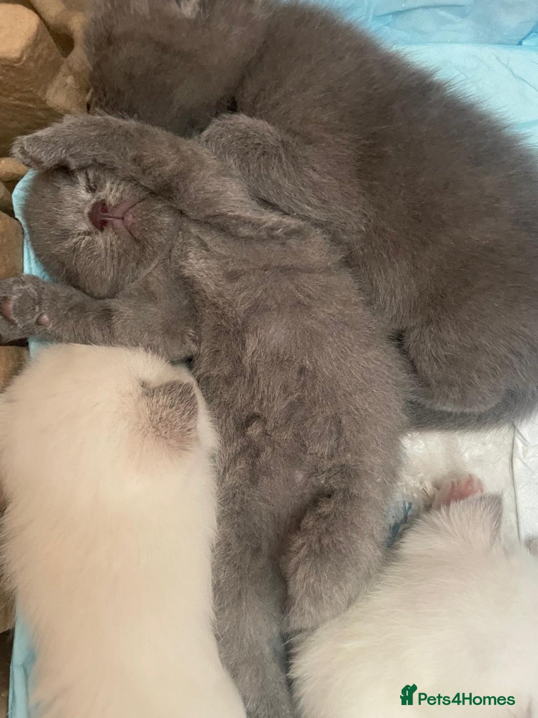 Scottish Fold cats for sale: Very Friendly Kittens, Pedigree Scottish Fold  - Advert 20