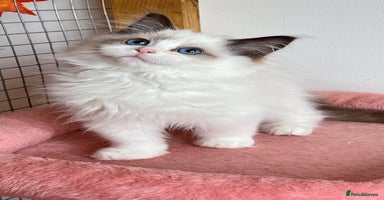 Ragdoll cats - Advert 7