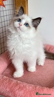 Ragdoll cats - Advert 12