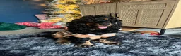 Cocker Spaniel dogs for sale: Show bred cocker spaniel - FOREVER HOME ONLY!  in Leeds - Advert 16
