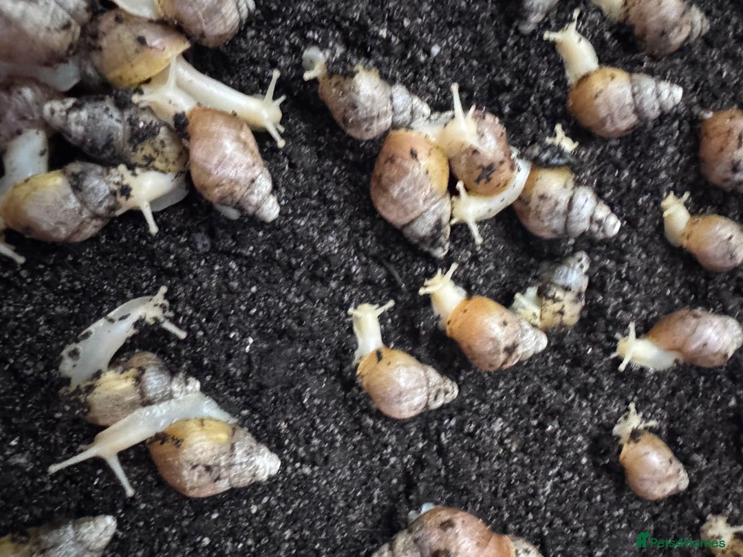 Snails invertebrates for sale: Achatina fulica sp. Jadatzi snails pairs only  - Image 3