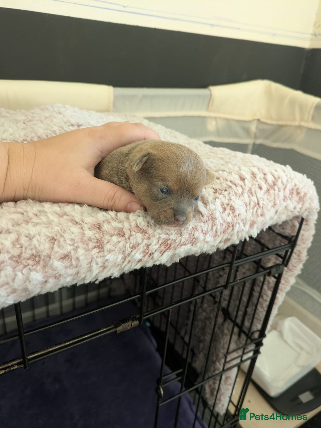 Pomchi dogs for sale: Pomchi pups - Advert 3