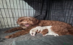 Australian Labradoodle dogs for sale: Genuine 100% Australian Labradoodle Puppies - Image 2