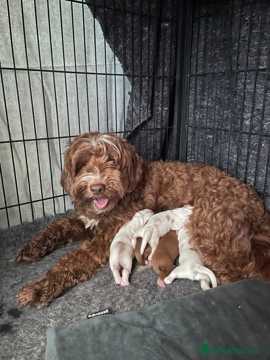 Australian Labradoodle dogs for sale: Genuine 100% Australian Labradoodle Puppies - Image 2