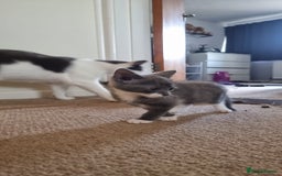 Mixed Breed cats for sale: 4 playful kittens - Image 7
