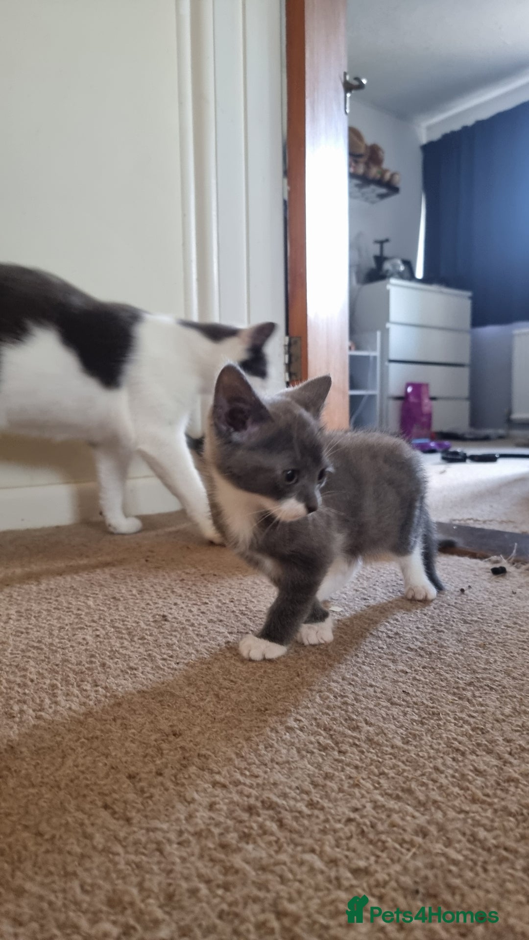 Mixed Breed cats for sale: 4 playful kittens - Image 7