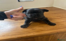 French Bulldog dogs for sale: Fluffy French bulldog puppies  - Image 3
