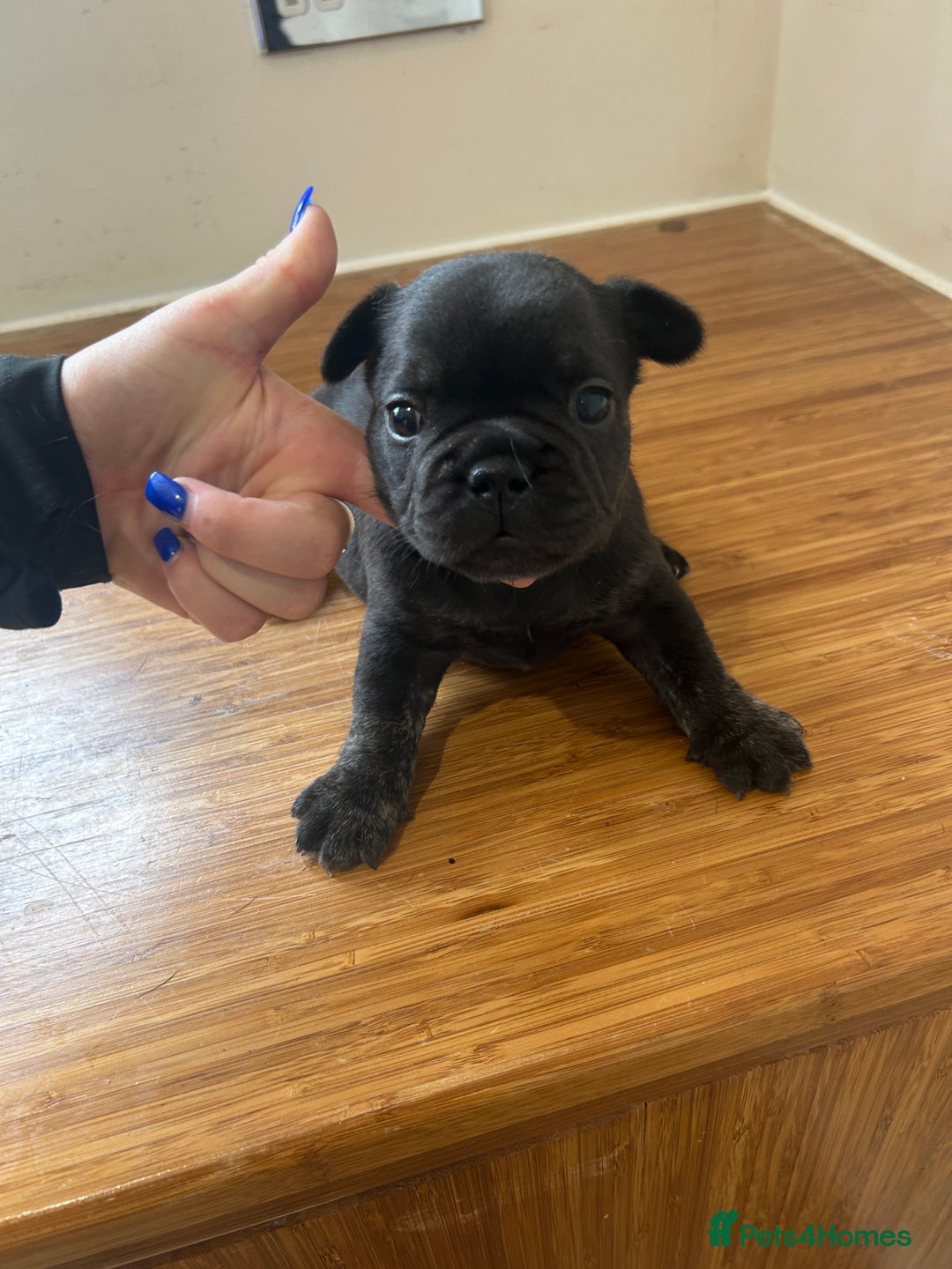 French Bulldog dogs for sale: Fluffy French bulldog puppies  - Image 3
