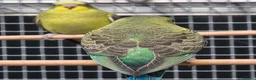 Budgerigars birds for sale: Young blackwing and other budgies  - Advert 3
