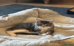 Maine Coon cats for sale: READY NOW~ 1 loving boy left  - Image 4