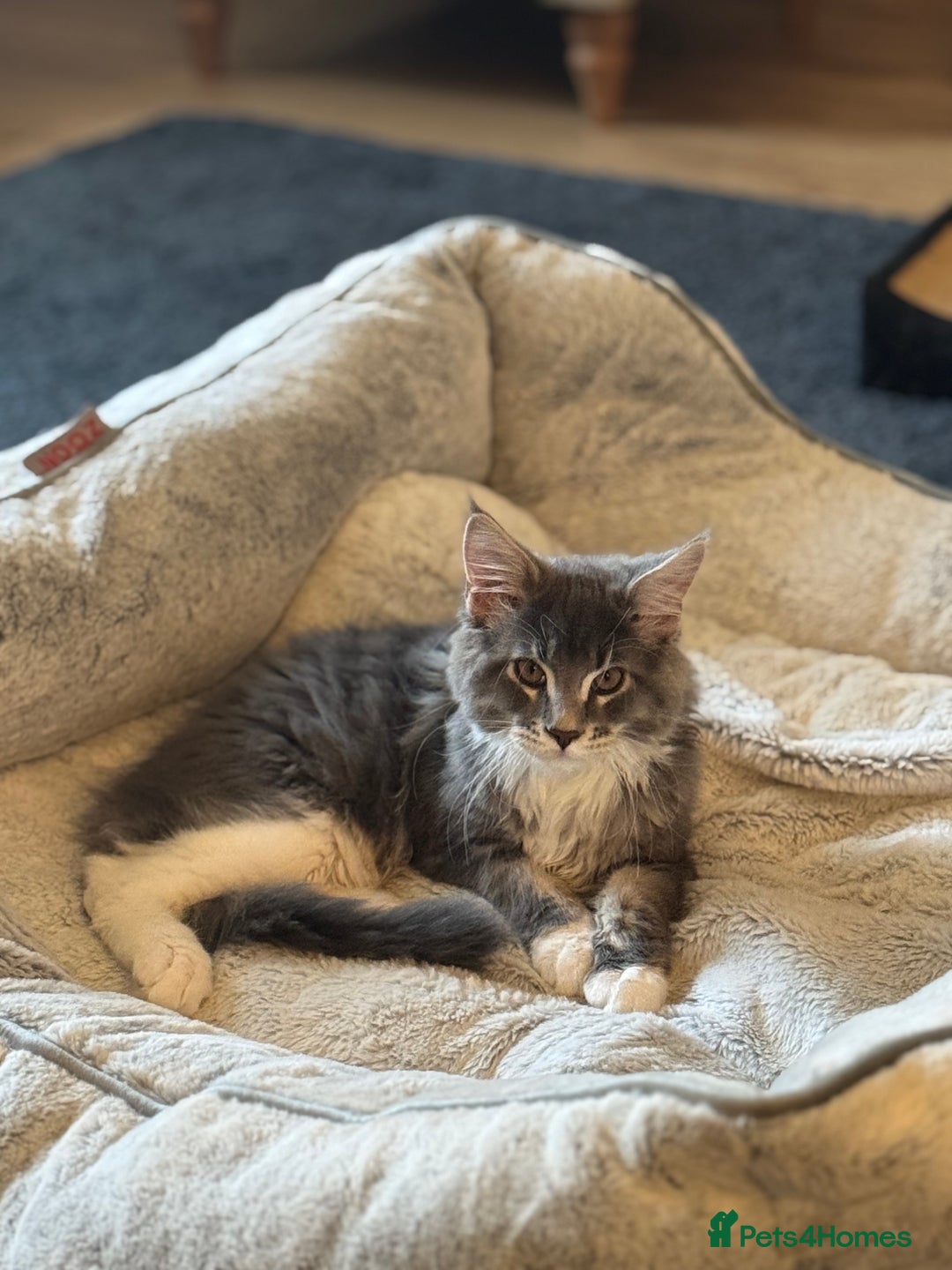 Maine Coon cats for sale: READY NOW~ 1 loving boy left  - Image 4